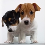 Vendo 4 Cuccioli jack Russel