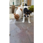 Vendo 4 Cuccioli jack Russel - Foto n. 2