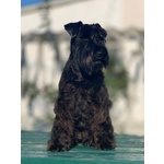 Cuccioli di Zwergschnauzer - Foto n. 5