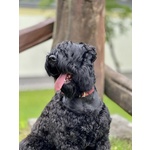 Cuccioli di Terrier nero Russo - Foto n. 4