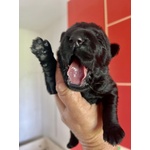 Cuccioli di Terrier nero Russo - Foto n. 5