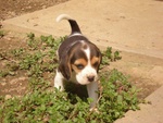 Beagle Cuccioli da Dicembre 2022