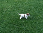 Jack Russell con Pedigree Roi - Foto n. 2