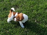 Jack Russell con Pedigree Roi