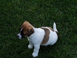 Jack Russell con Pedigree Roi - Foto n. 6