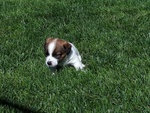 Jack Russell con Pedigree Roi - Foto n. 8