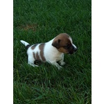 Jack Russell con Pedigree Roi - Foto n. 9