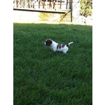 Jack Russell con Pedigree Roi - Foto n. 10