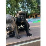 CUCCIOLI DI CANE CORSO CON PEDIGREE