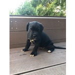 Cuccioli di cane Corso con Pedigree - Foto n. 2