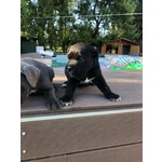 Cuccioli di cane Corso con Pedigree - Foto n. 3