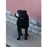 Cuccioli di cane Corso con Pedigree - Foto n. 5