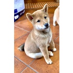 Cucciolo Shiba inu con Pedigree Enci