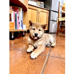 Cucciolo Shiba inu con Pedigree Enci - Foto n. 2