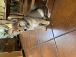 Cucciolo Shiba inu con Pedigree Enci - Foto n. 4