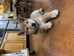 Cucciolo Shiba inu con Pedigree Enci - Foto n. 6