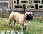 Bouledogue Francese per Monta - Foto n. 5