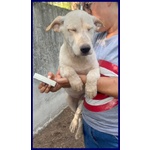 Anemone Cucciolotto 5 mesi Simil Labradorino in Gabbia con i Fratellini - Foto n. 3