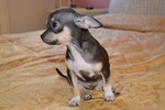Cucciolo di Chihuahua Pedigree Enci