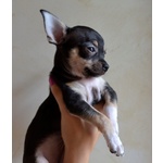 Cucciolo di Chihuahua Pedigree Enci - Foto n. 2