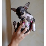 Cucciolo di Chihuahua Pedigree Enci - Foto n. 3