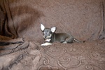 Cucciolo di Chihuahua Pedigree Enci - Foto n. 4