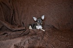 Cucciolo di Chihuahua Pedigree Enci - Foto n. 5