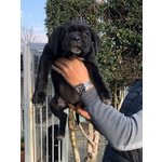 Cuccioli di cane Corso con Pedigree