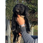 Cuccioli di cane Corso con Pedigree - Foto n. 2