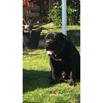 Cuccioli di cane Corso con Pedigree - Foto n. 3