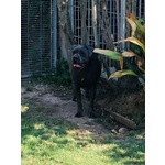 Cuccioli di cane Corso con Pedigree - Foto n. 4