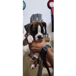 Cucciolo Boxer - Foto n. 4