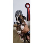 Cucciolo Boxer - Foto n. 5