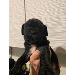 Cuccioli di Mastino Napoletano - Foto n. 2