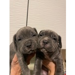 Cuccioli di Mastino Napoletano - Foto n. 3