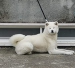 Akita inu Cuccioli Selezionati