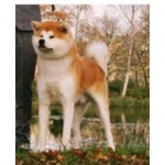 Akita inu Cuccioli Selezionati - Foto n. 6