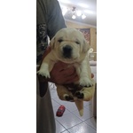 Labrador con Pedegree