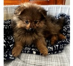 CUCCIOLO DI POMERANIA CERCA CASA