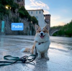 Cuccioli Corgi - Foto n. 2