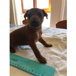 🐶 Pinscher di 7 settimane (cucciolo) in vendita a Perugia (PG) da privato