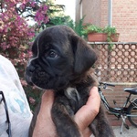 Cuccioli Boxer