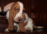 Cuccioli di Bassethound con Pedigree Enci - Foto n. 2