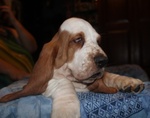 Cuccioli di Bassethound con Pedigree Enci - Foto n. 3