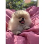 Volpino Pomerania , Spitz Tedesco Nano