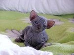 Cuccioli Sphynx