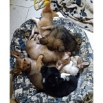 🐶 Chihuahua di 4 mesi in vendita a Scheggia e Pascelupo (PG) e in tutta Italia da privato