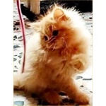 Cucciolo British Longhair - Foto n. 7