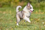 🐶 Husky maschio di 4 mesi in vendita a Roma (RM) e in tutta Italia da privato