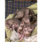 🐱 Sphynx di 1 anno e 8 mesi in vendita a Varese (VA) e in tutta Italia da privato